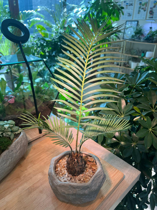 Sago Palm Bonsai in Zen Style Ceramic Pot