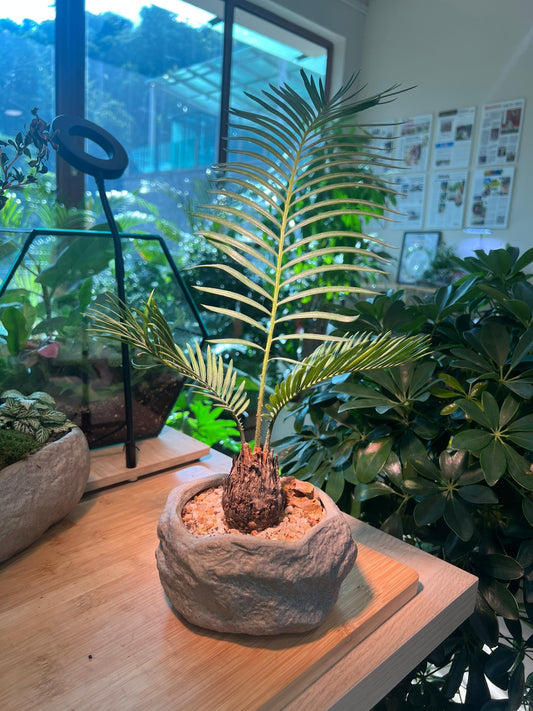 Sago Palm Bonsai in Zen Style Ceramic Pot