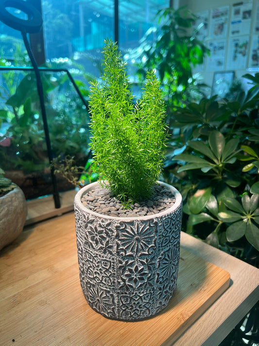 Sprenger's asparagus in Grey Pot