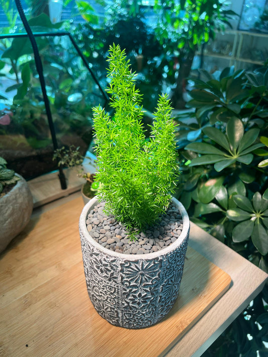 Sprenger's asparagus in Grey Pot