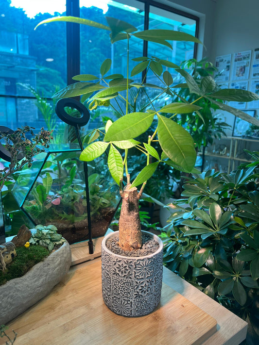 Guiana Chestnut (Pachira) In Grey Pot