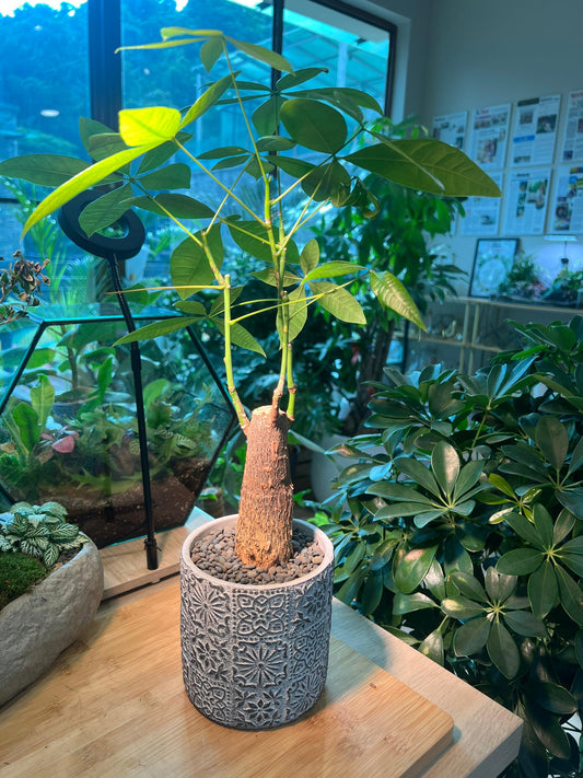 Guiana Chestnut (Pachira) In Grey Pot