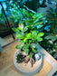 Ficus Ginseng and Succulent in Zen Round Concrete Pot