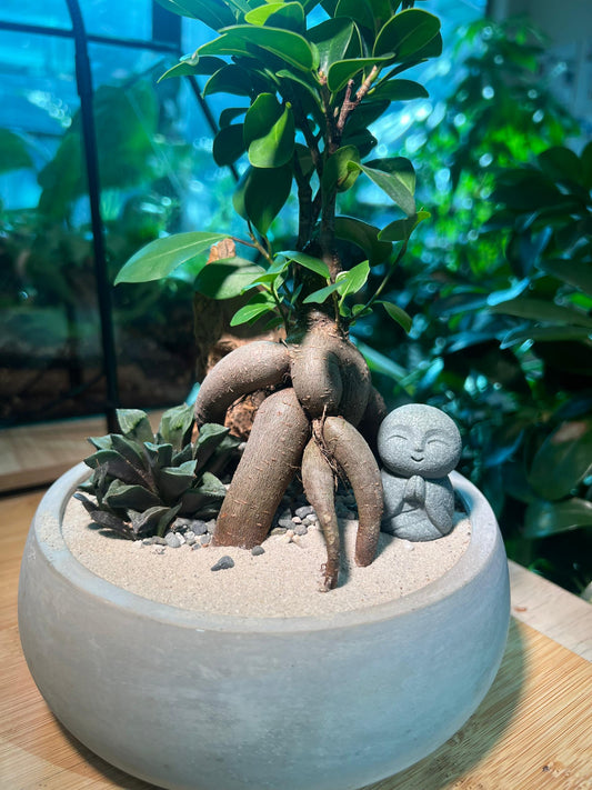 Ficus Ginseng and Haworthia Arrangement in Zen Round Concrete Pot