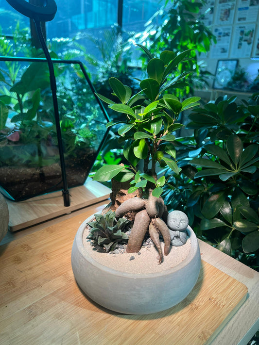 Ficus Ginseng and Haworthia Arrangement in Zen Round Concrete Pot