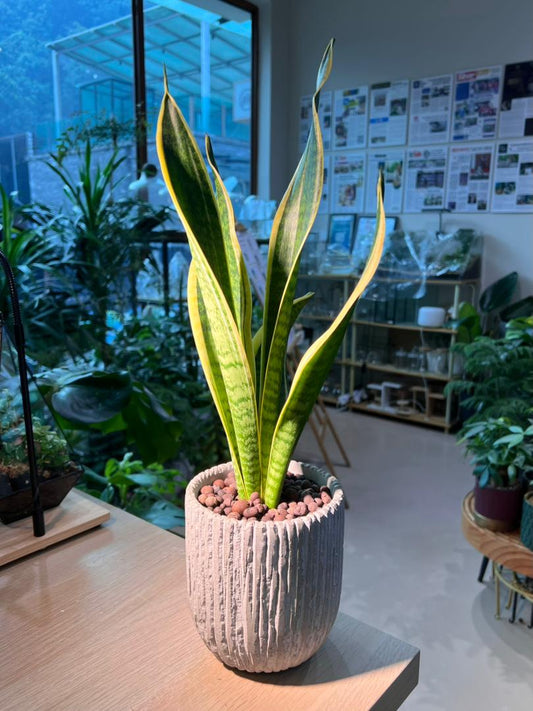 Snake Plant (θε°Ύε
°) in Stone Designed Claypot