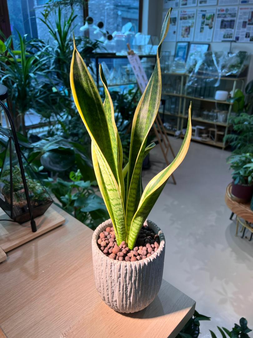 Snake Plant (虎尾兰) in Stone Designed Claypot