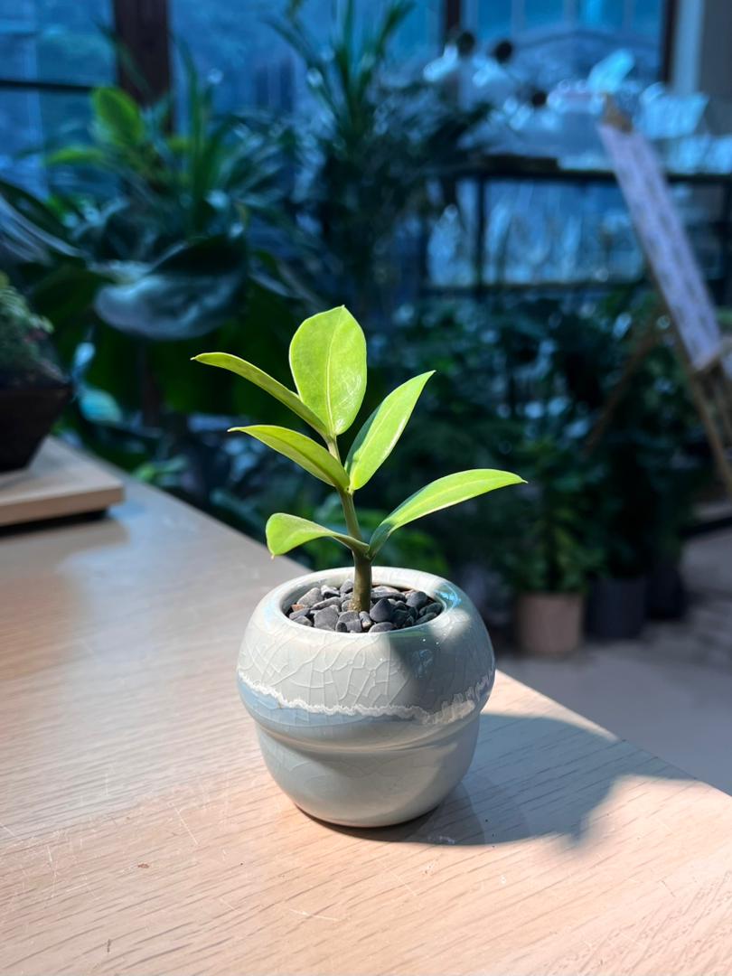 ZZ Plant (金钱树) in Mushroom Ceramic Pot
