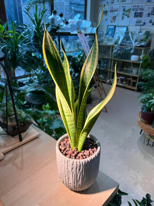 Snake Plant (虎尾兰) in Stone Designed Claypot