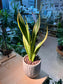 Snake Plant (虎尾兰) in Stone Designed Claypot