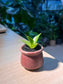 Snake Plant (虎尾兰) in Small Ceramic Pot