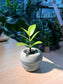 ZZ Plant (金钱树) in Mushroom Ceramic Pot