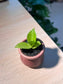 Snake Plant (虎尾兰) in Small Ceramic Pot