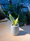 Snake Plant (虎尾兰) in Tall Cylindrical Pot
