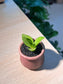 Snake Plant (虎尾兰) in Small Ceramic Pot