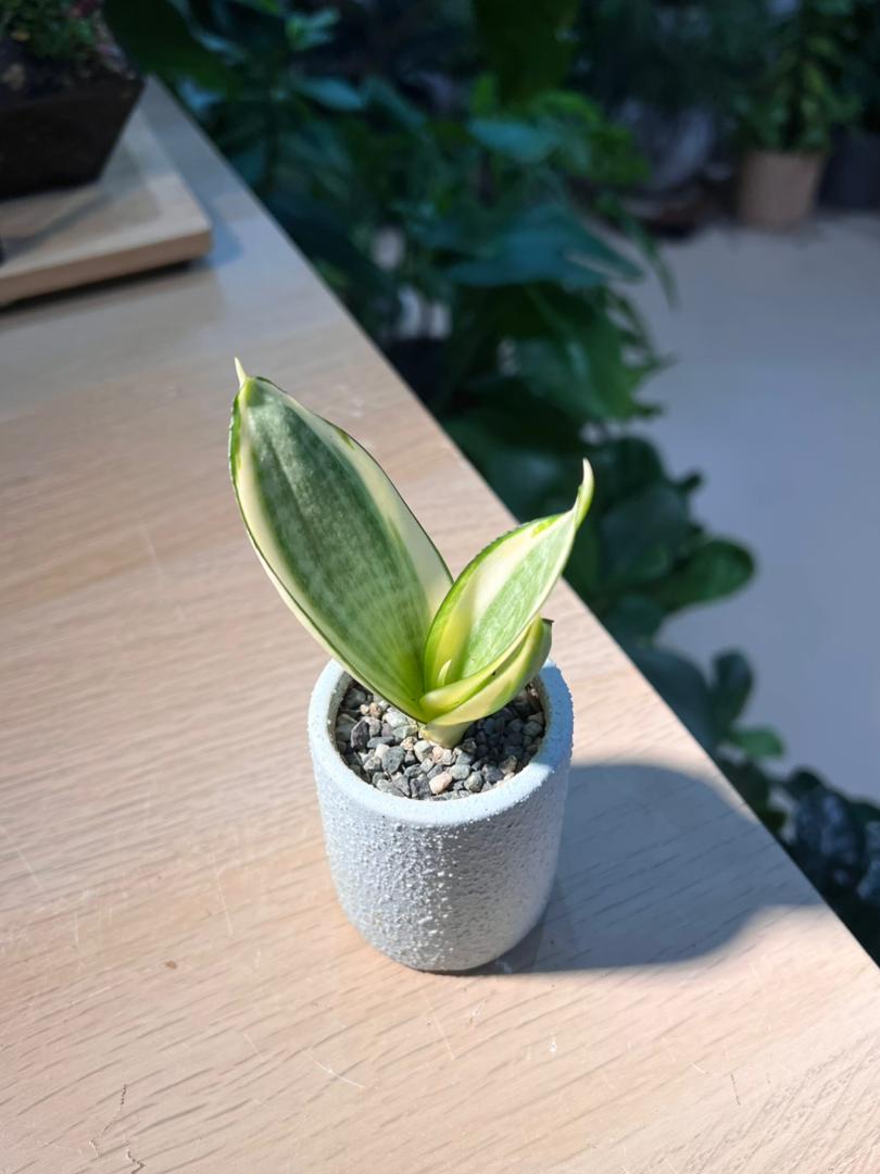 Snake Plant (虎尾兰) in Tall Cylindrical Pot