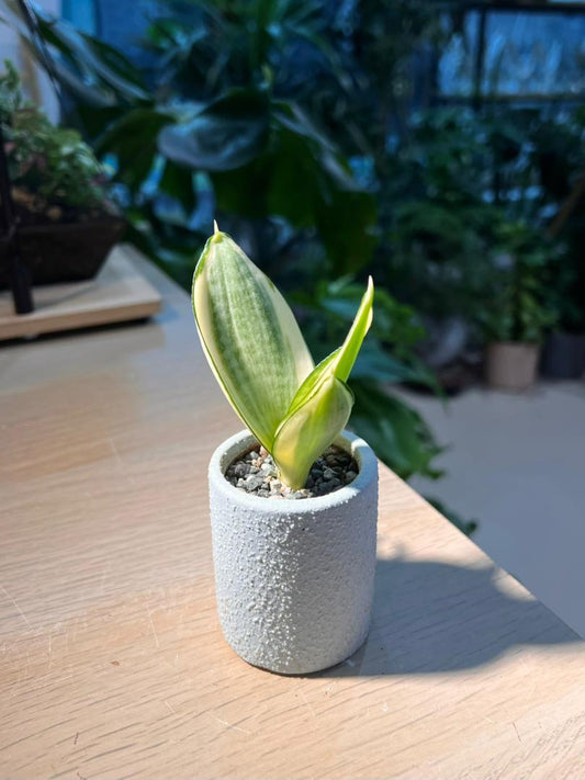 Snake Plant (虎尾兰) in Tall Cylindrical Pot