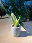 Snake Plant (虎尾兰) in Tall Cylindrical Pot