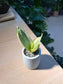 Snake Plant (虎尾兰) in Tall Cylindrical Pot