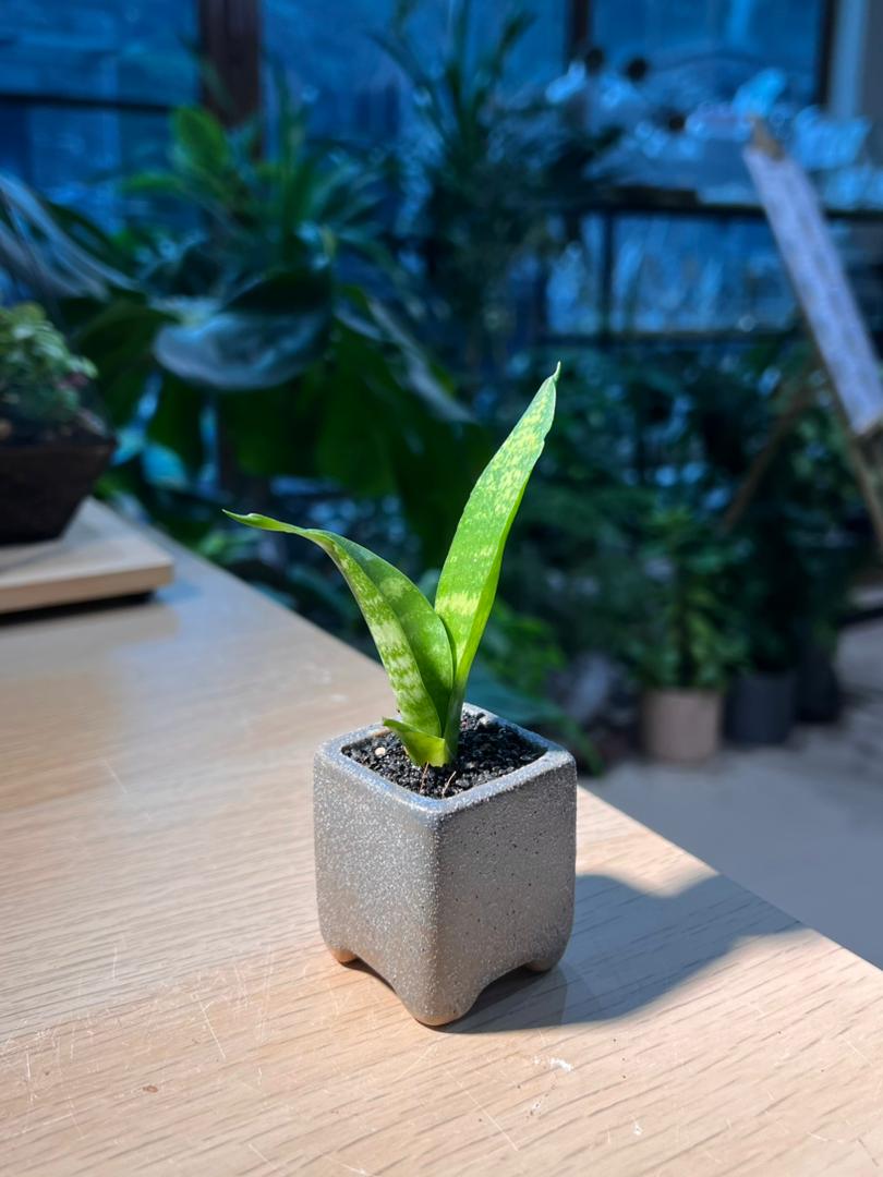Snake Plant (虎尾兰) in Square Polymer Pot