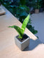 Snake Plant (虎尾兰) in Square Polymer Pot