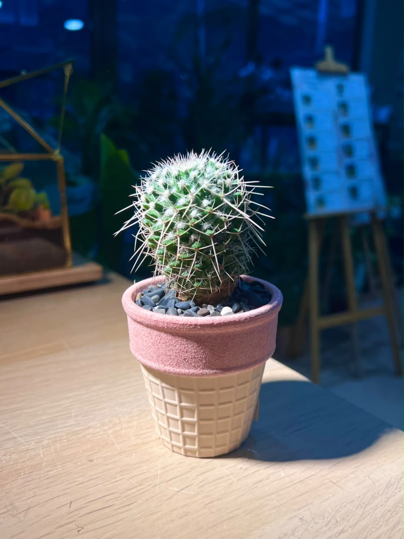 Cactus (仙人掌) in Ice Cream Pot