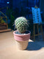 Cactus (仙人掌) in Ice Cream Pot