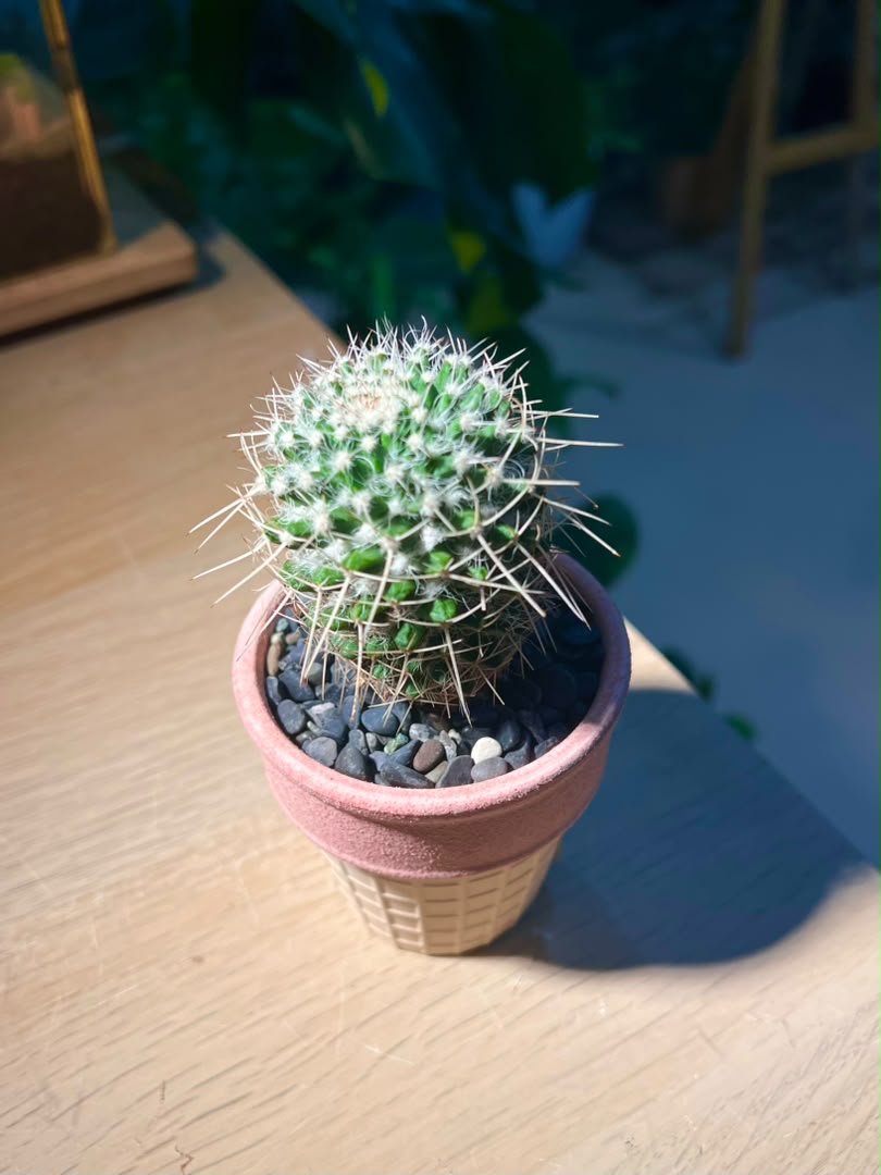 Cactus (仙人掌) in Ice Cream Pot