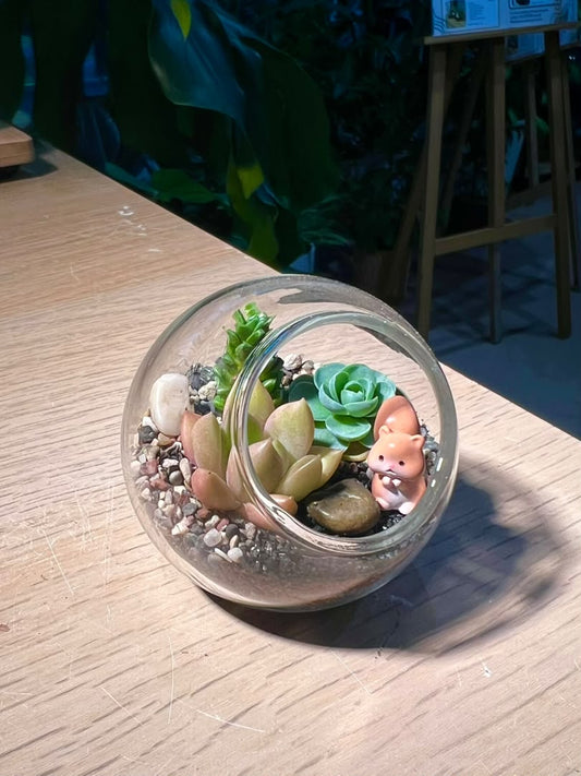 Succulent Arrangement in Round Glass (XS)
