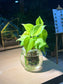 Philodendron Hederaceum 'Lemon Lime' in Round Water Based Glass