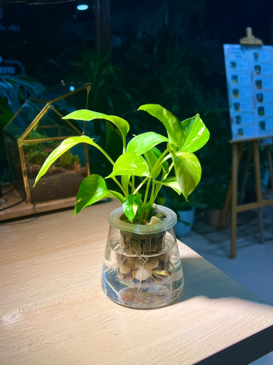Epipremnum Aureum (Money Plant) in Fuji Water Based Glass