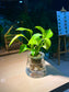 Epipremnum Aureum (Money Plant) in Fuji Water Based Glass