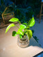 Epipremnum Aureum (Money Plant) in Fuji Water Based Glass