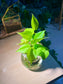 Philodendron Hederaceum 'Lemon Lime' in Round Water Based Glass