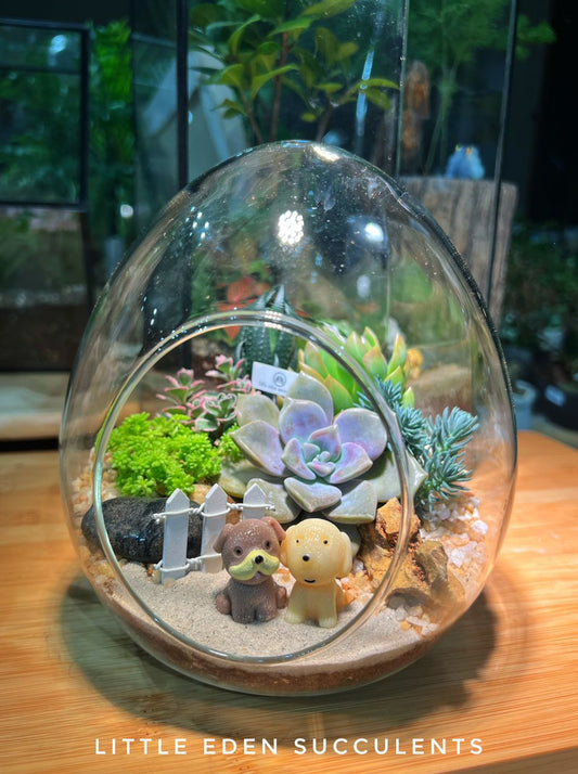 Eggette Glass Succulent Terrarium (L) DIY Kit