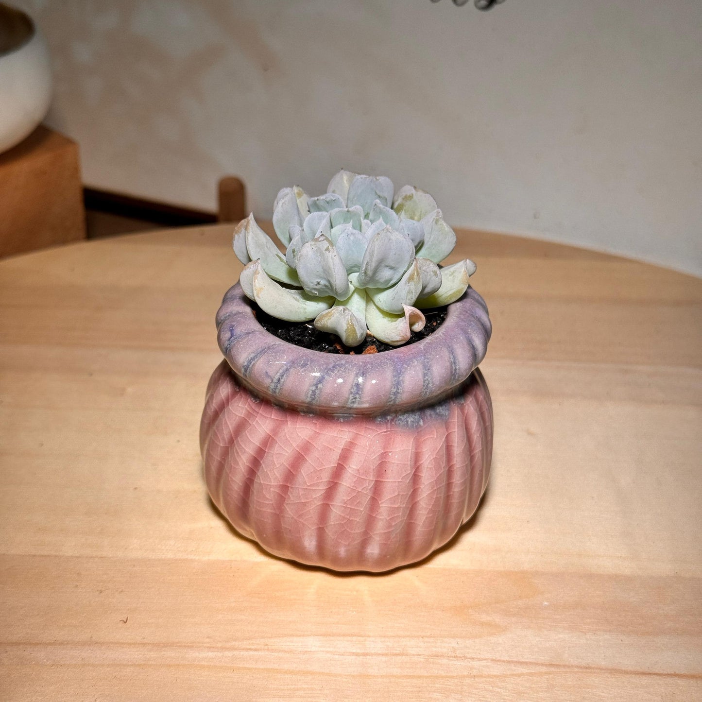 Succulent in Pink Glazed Pot