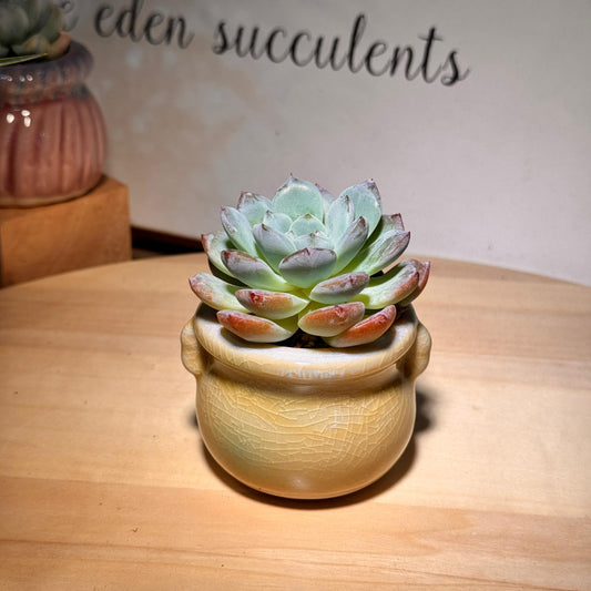 Succulent in Yellow Glazed Ceramic Pot