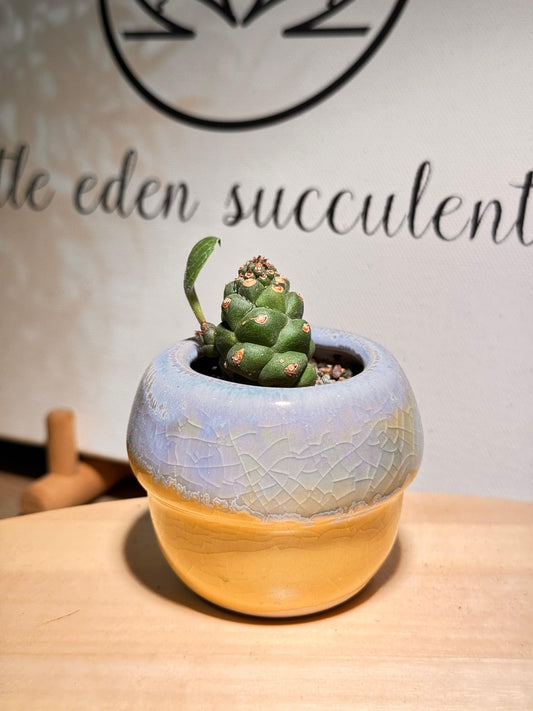 Succulent in Yellow Blue Glazed Pot