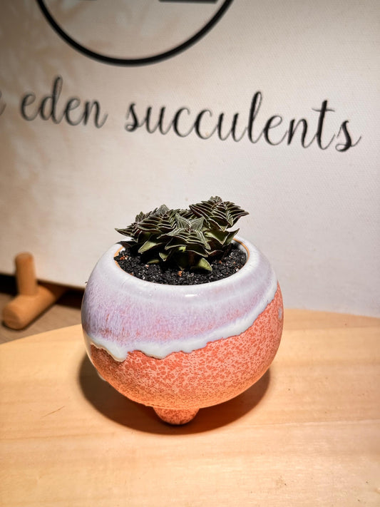 Succulent in Bicolor Ceramic Pot