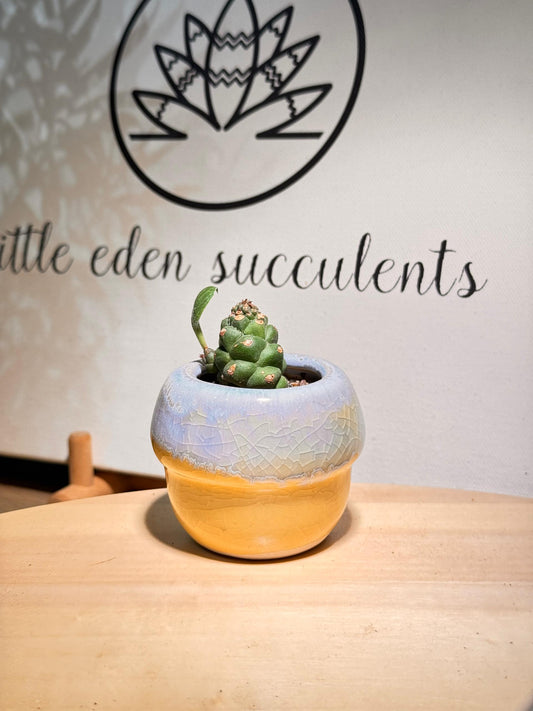 Succulent in Yellow Blue Glazed Pot