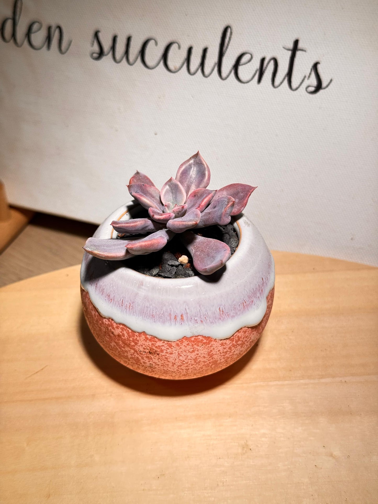 Pinky Purple Succulent in Pinky Red Pot