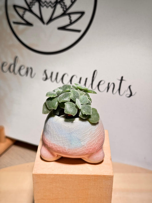 Succulent in Pinky Blue Glazed Pot