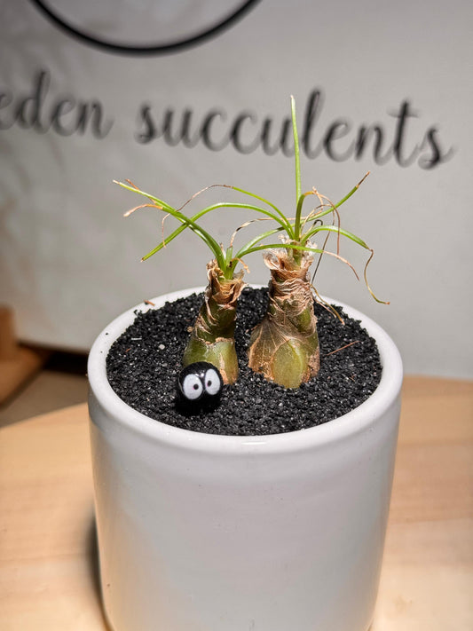 FairyDust (Spirited Away) Succulent Pot