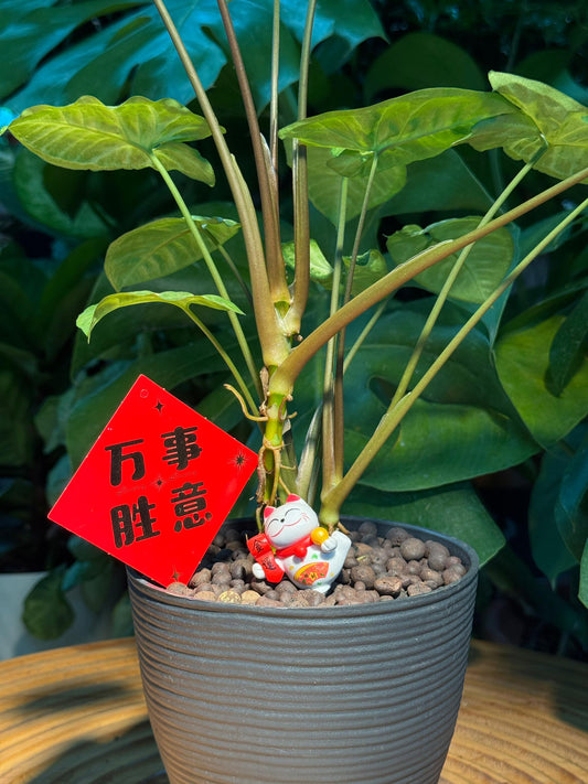 Prosperity Alocosia Odora