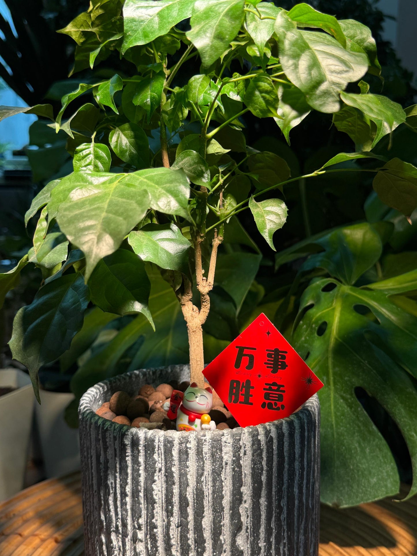 Chinese New Year Exclusive: Emerald tree with Grey Zen Pot