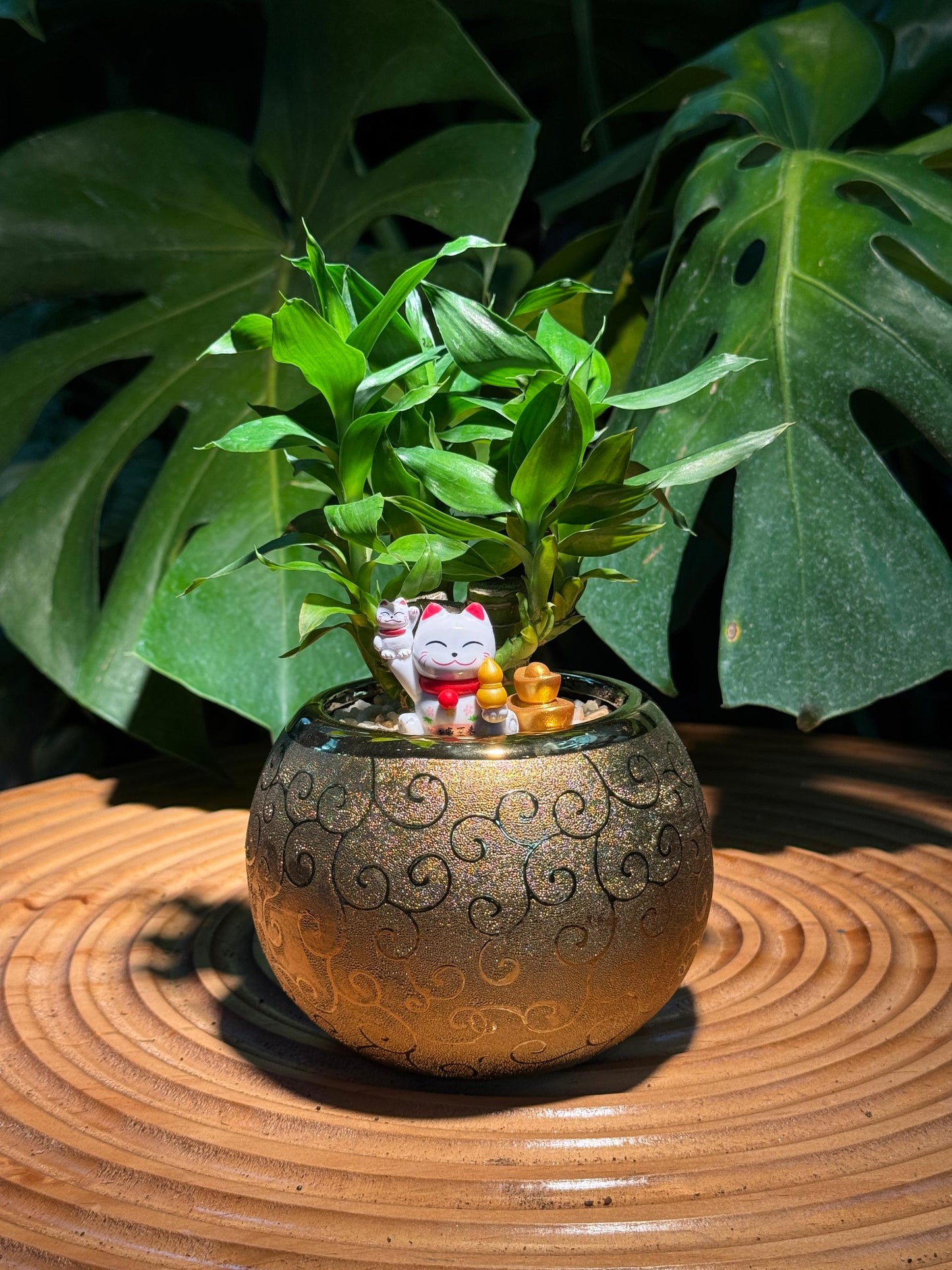 Chinese New Year Exclusive: Dracaena in Golden Pot