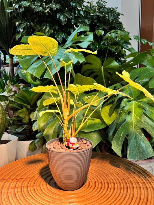 Prosperity Alocosia Odora