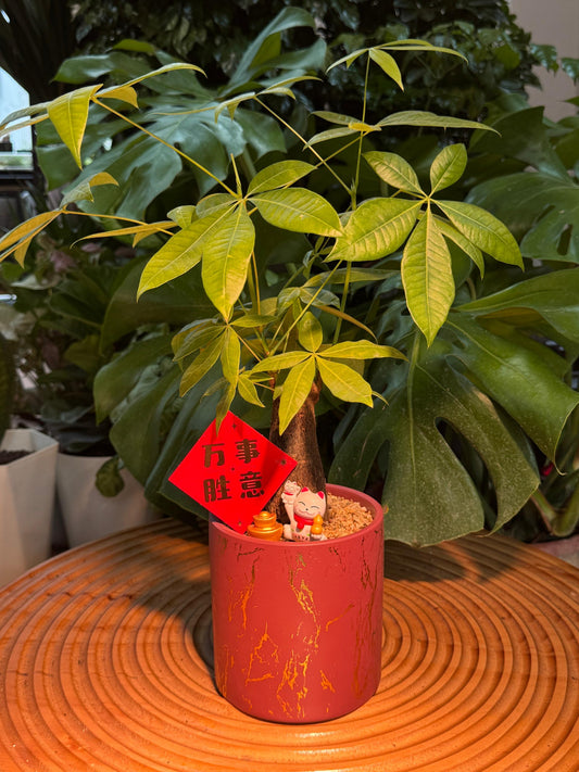 Guiana Chestnut (Pachira) In Red Designed Pattern Pot