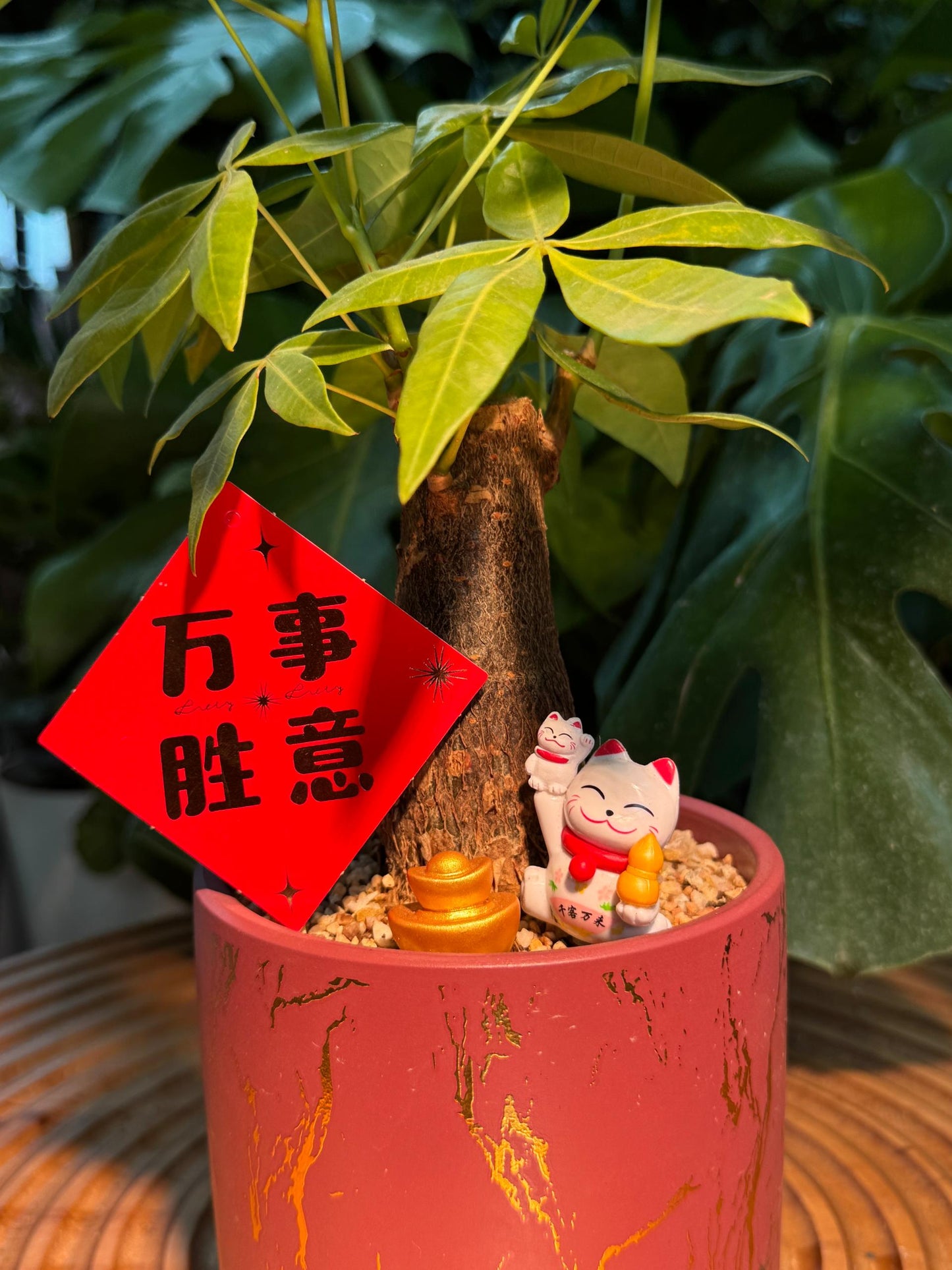 Chinese New Year Exclusive: Guiana Chestnut (Pachira) In Red Pot