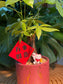 Chinese New Year Exclusive: Guiana Chestnut (Pachira) In Red Pot